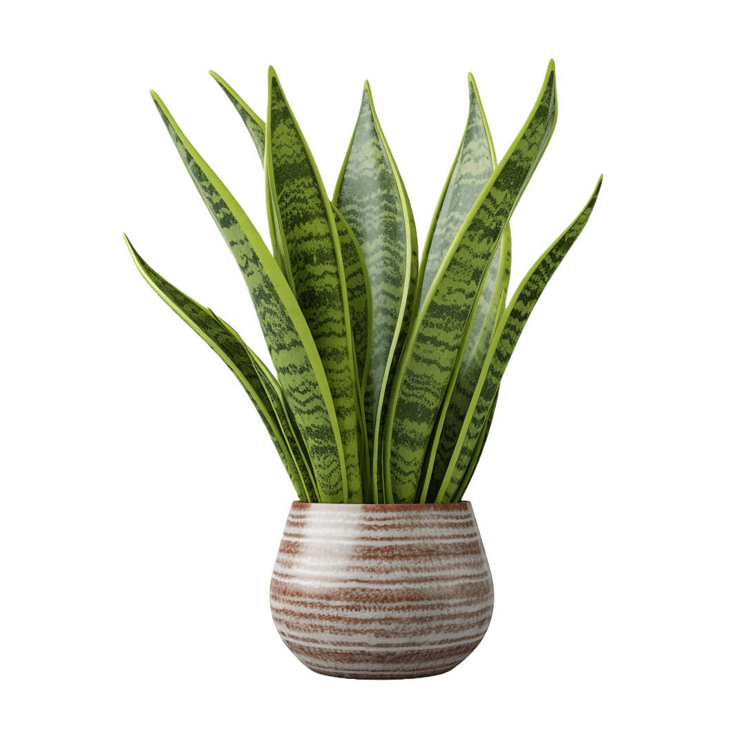 hero plant